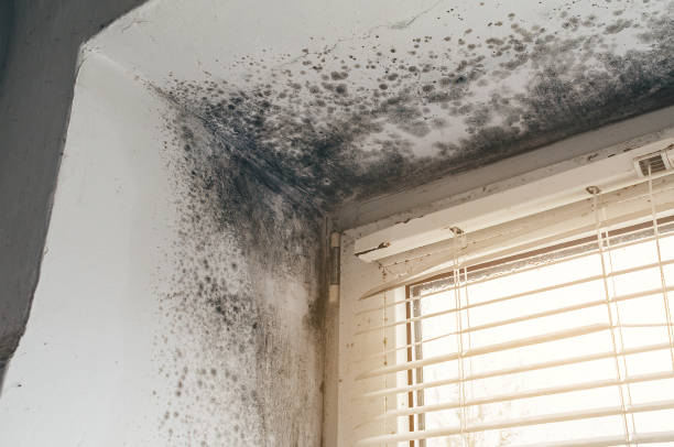 Affordable Basement Mold Removal solutions in Sterling, CO