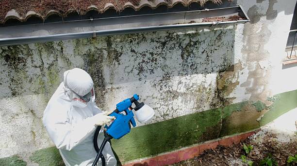 Trusted Black Mold Removal service in Sterling, CO - Cheap Mold Removal